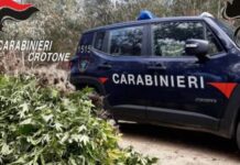 Tre coltivatori di marijuana arrestati in Calabria. Traditi dal loro impianto di sorveglianza