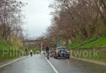 Tirreno Cosentino. Pericolo sulla SS18 Cade un grosso albero