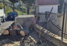 Tirreno Cosentino, l’ufficio tecnico non può, all’albero caduto pensa il sindaco