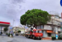 Praia a Mare. Al via i lavori di rimozione di un albero in via Pasquale Longo