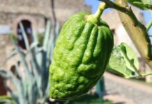 Il Cedro di Santa Maria del Cedro protagonista su Rai 3 nel programma Geo.