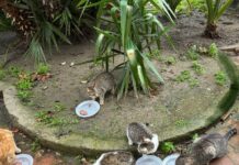 Crotone, gesto di generosità per la colonia felina di Viale Regina Margherita