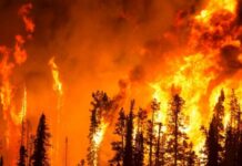 Tirreno Cosentino. Brucia la Riviera dei Cedri. Vasto incendio nella notte