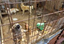 Cani detenuti in condizioni incompatibili: denunciato il proprietario nel cosentino