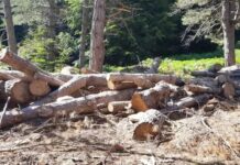 Carabinieri Forestali: contrasto ai reati ambientali nel Parco d’Aspromonte