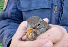 Detenzione illegale di avifauna e scarichi fognari non autorizzati. Denunciato un uomo sul Tirreno Cosentino