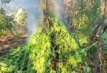 Scoperta una fabbrica della droga in Calabria