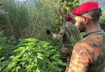 Sequestrata una piantagione di marijuana. Avrebbe fruttato centinaia di migliaia di euro