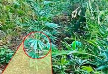 Tirreno Cosentino, scoperta maxi piantagione di Marijuana, avrebbe fruttato 300mila euro