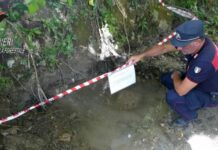Tirreno Cosentino. Scarico abusivo in un Torrente, sequestri e denunce dei Carabinieri Forestale