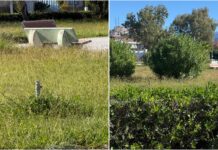 Scalea Oltre denuncia incuria: «Il verde pubblico merita maggiore attenzione» – FOTO