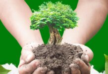 Belvedere Marittimo celebra la festa dell’albero 2025