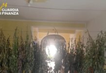 Cetraro, sequestrato un laboratorio per coltivazione e lavorazione di marijuana del valore di 1 milione di euro: arrestato il responsabile