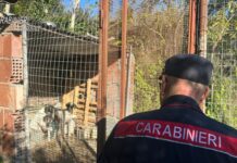 Tirreno Cosentino. Abuso edilizio e vincolo demaniale: sequestrato un allevamento di cani