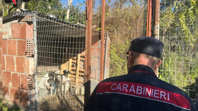 InCollage_20251211_142941710