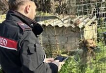 Cani in condizioni di trascuratezza: Carabinieri intervengono all’alba e sanzionano il proprietario