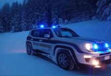 Bracconaggio in Sila, maxi operazione: rinvenuto esemplare adulto femmina di capriolo