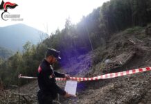 Orsomarso. Denunciati per aver tagliato piante fuori dal progetto. Ditta incaricata non iscritta all’Albo Regionale