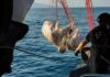 Scoperta una strage nel Tirreno: mante e delfini morti in 19 chilometri di reti illegali