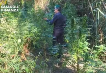 Scoperte due piantagioni di marijuana in Calabria: avrebbero fruttato 200mila euro