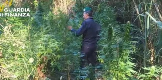 Scoperte due piantagioni di marijuana in Calabria: avrebbero fruttato 200mila euro