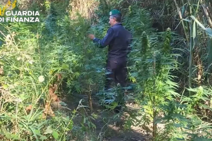 marijuana-catanzaro-jpg