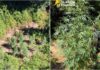 Sequestrata vasta piantagione di Marijuana sul Tirreno Cosentino