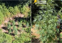 Sequestrata vasta piantagione di Marijuana sul Tirreno Cosentino