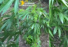 Droga sul Tirreno Cosentino: sequestrata una piantagione di marijuana. Avrebbe fruttato 500mila euro