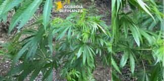 Droga sul Tirreno Cosentino: sequestrata una piantagione di marijuana. Avrebbe fruttato 500mila euro