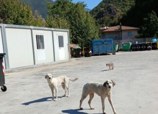 Orsomarso, randagismo, la minoranza incalza e chiede la convocazione di un consiglio comunale